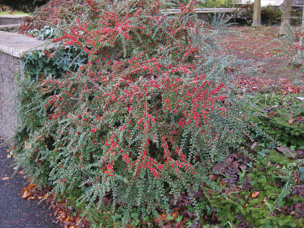 rockspray cotoneaster